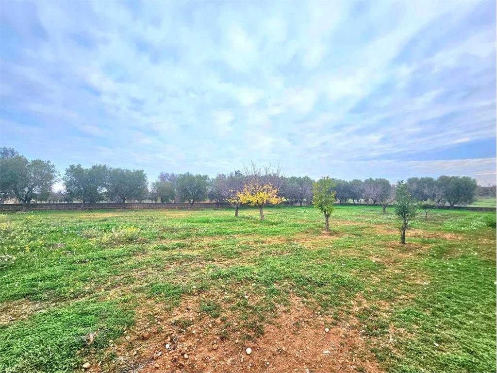 Terreno a Carovigno - Foto 4