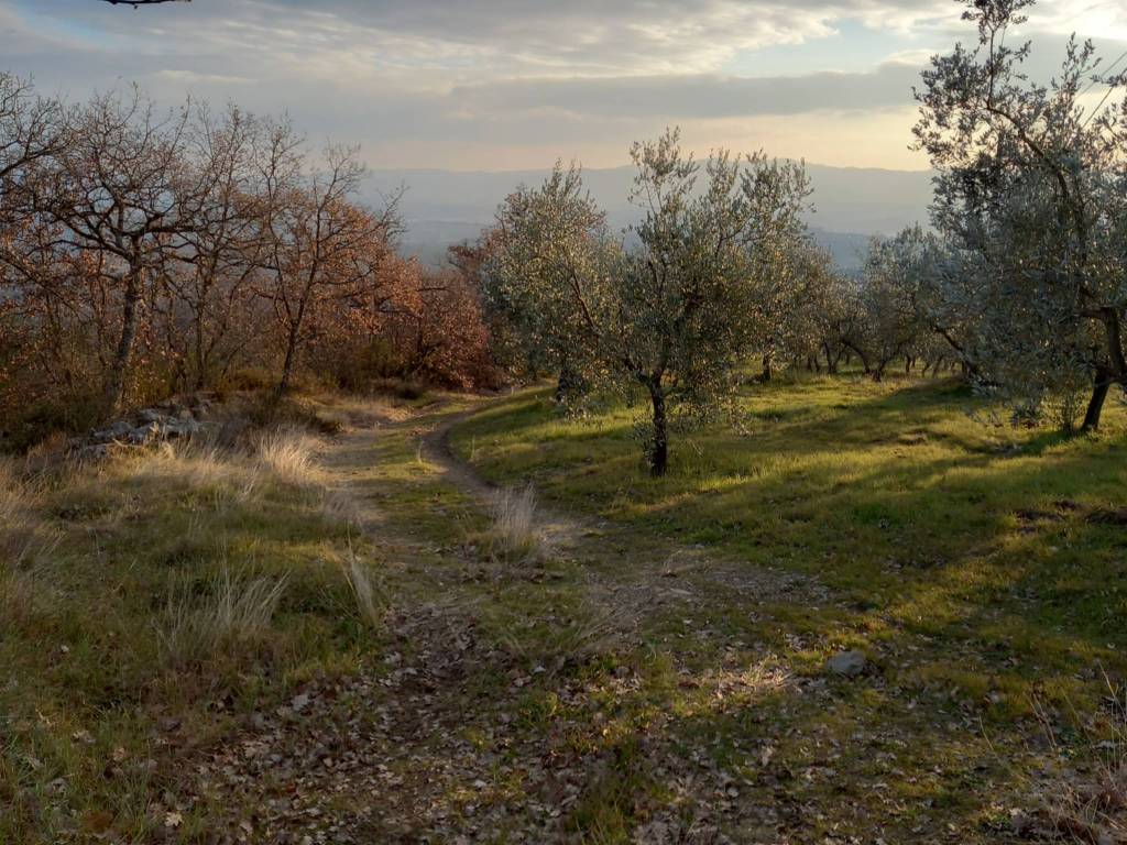 Terreno a Loro ciuffenna in Strada Comunale di Querceto - Foto 3