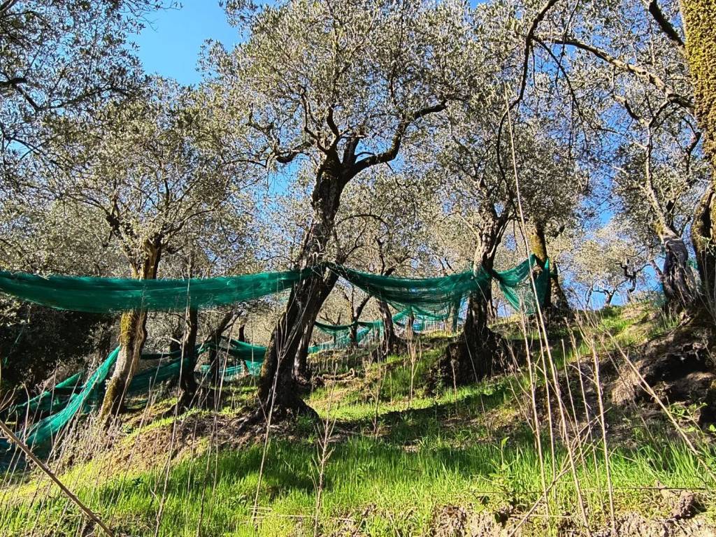 Terreno a Giffoni valle piana - Foto 2