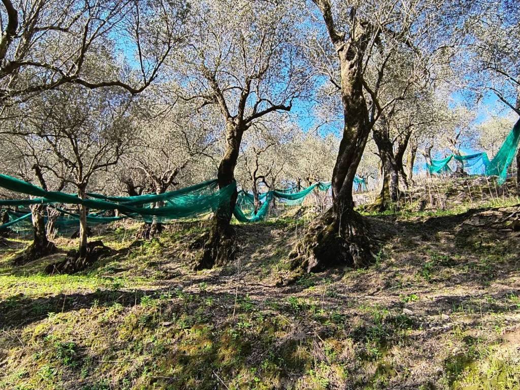 Terreno a Giffoni valle piana - Foto 4