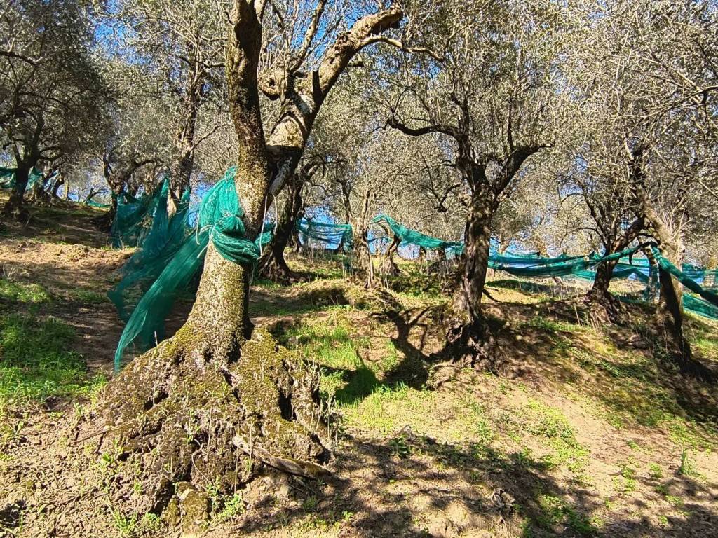 Terreno a Giffoni valle piana - Foto 5
