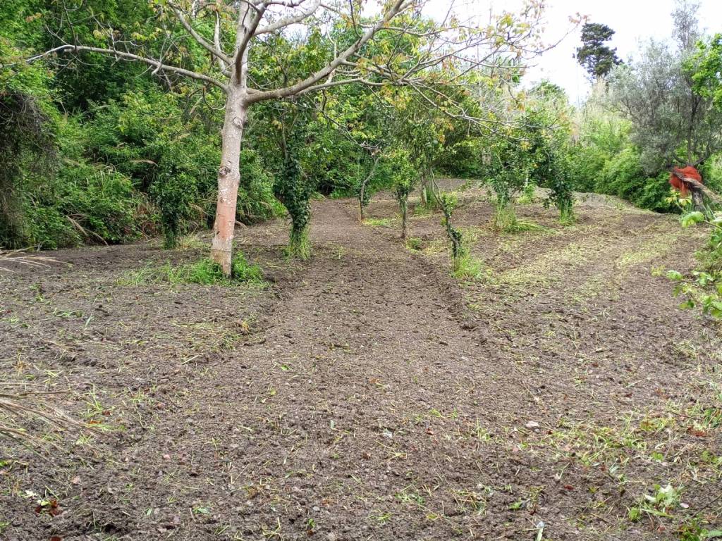 Terreno a San pietro in amantea in Località Sant'Elia - Foto 2