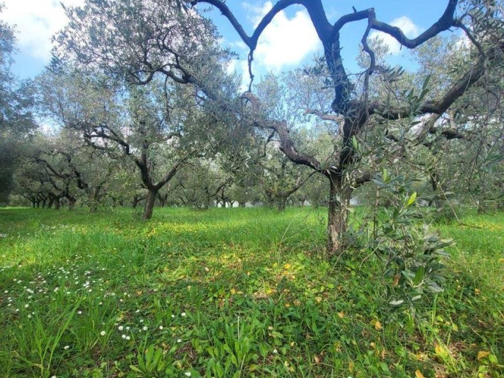 Terreno a Aprilia in Strada Provinciale Ardea-Fontana di Papi, 89 - Foto 2