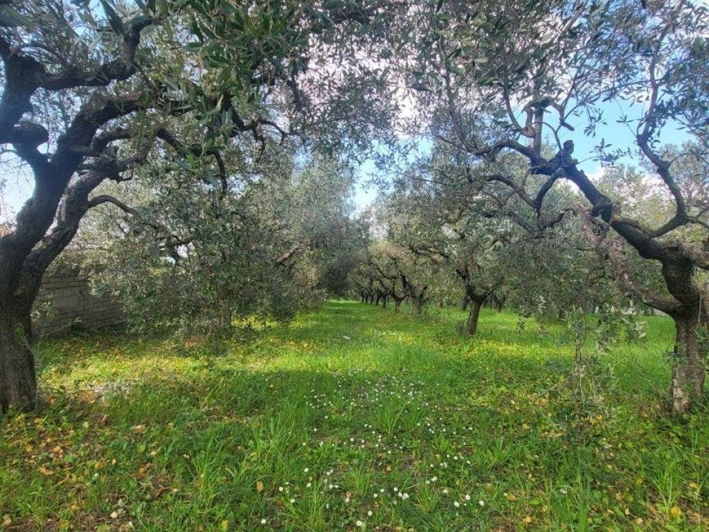 Terreno a Aprilia in Strada Provinciale Ardea-Fontana di Papi, 89 - Foto 4