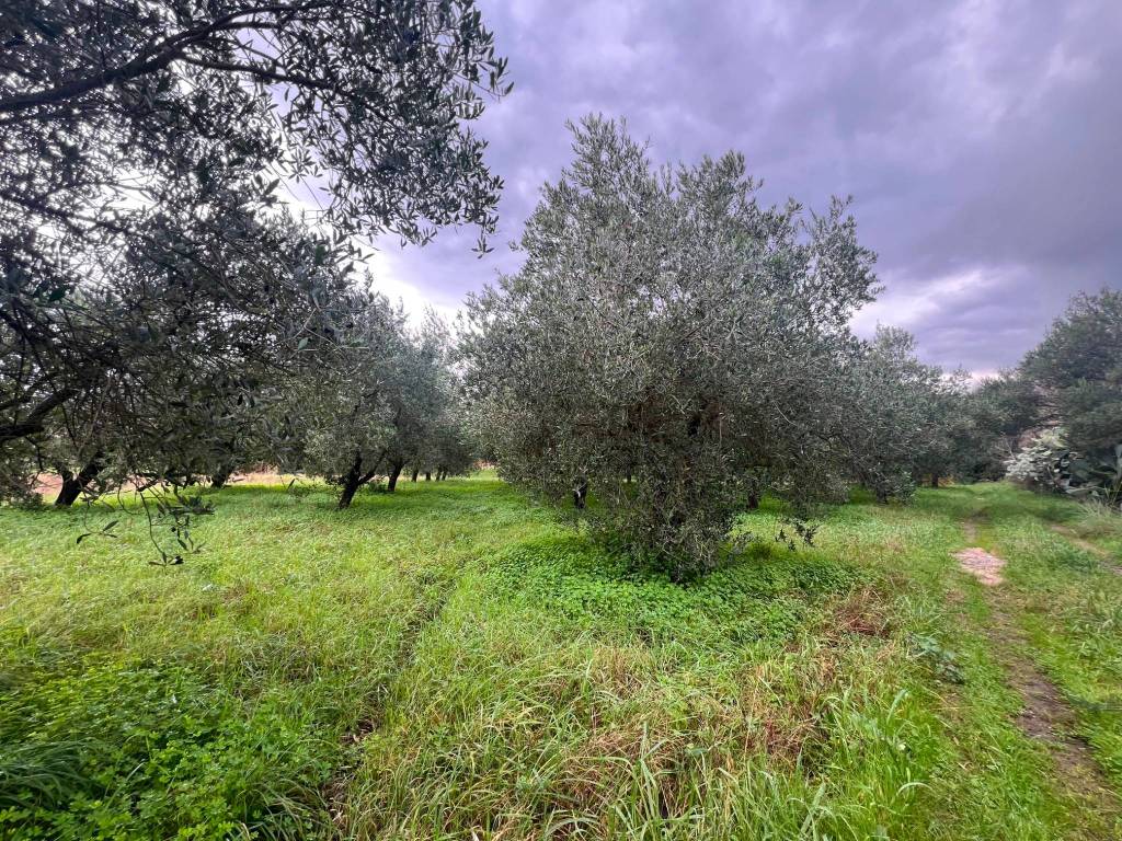 Terreno a Ascea in Via Isacia, 1 - Foto 4