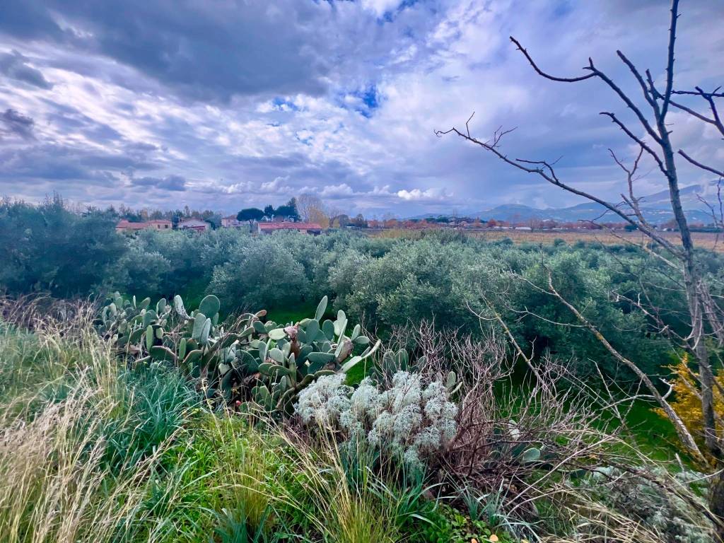 Terreno a Ascea in Via Isacia, 1 - Foto 5