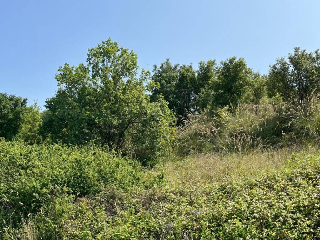 Terreno a San pietro in amantea in Contrada Tuvolo - Foto 2