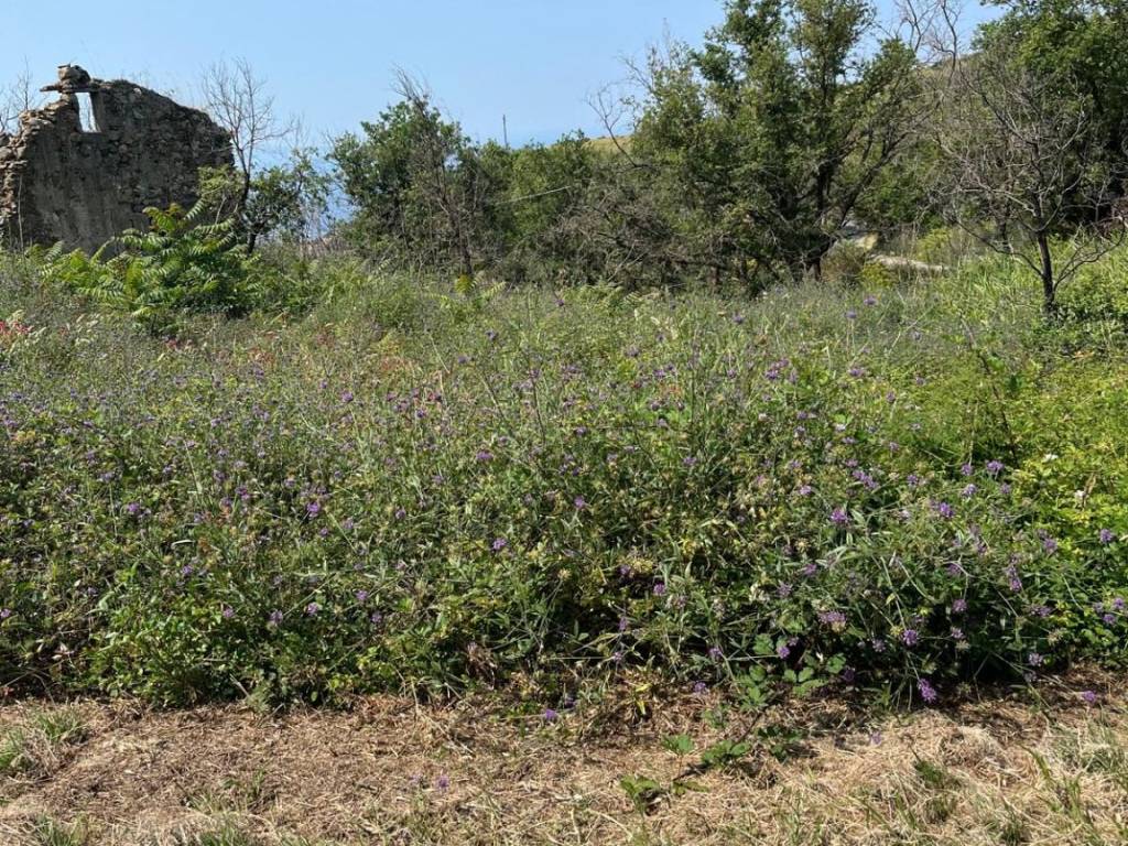 Terreno a San pietro in amantea in Contrada Tuvolo - Foto 3