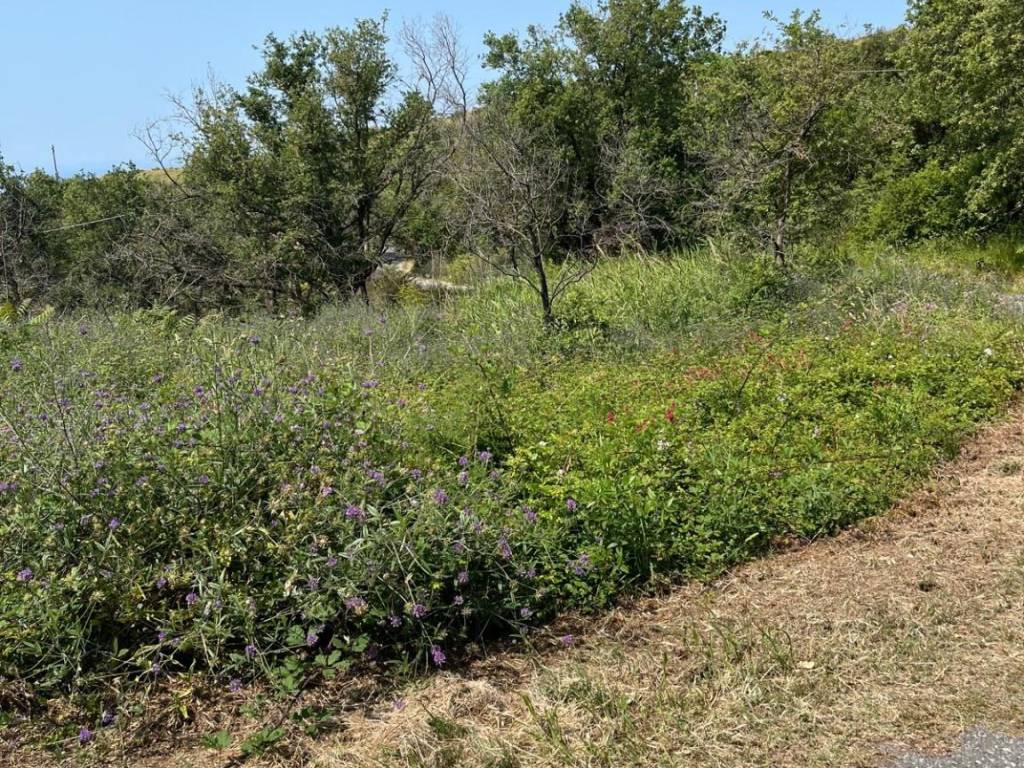 Terreno a San pietro in amantea in Contrada Tuvolo - Foto 4