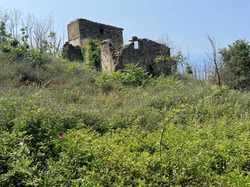 Terreno a San pietro in amantea in Contrada Tuvolo - Foto 5