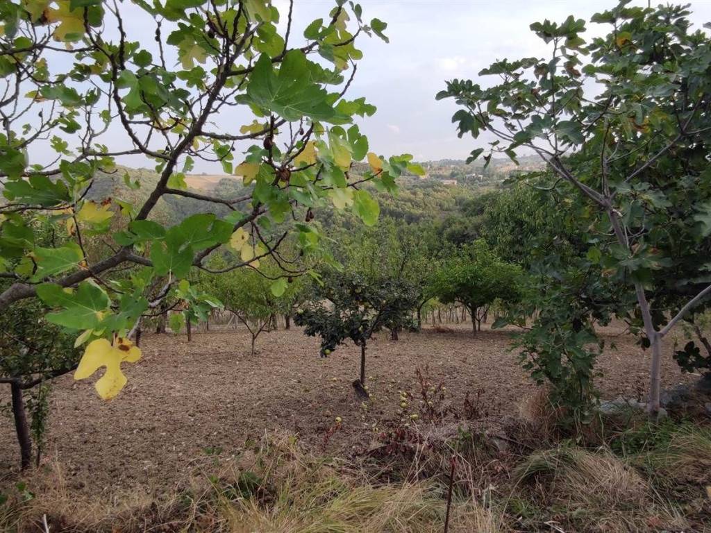 Rustico / casale a Gissi - Foto 4