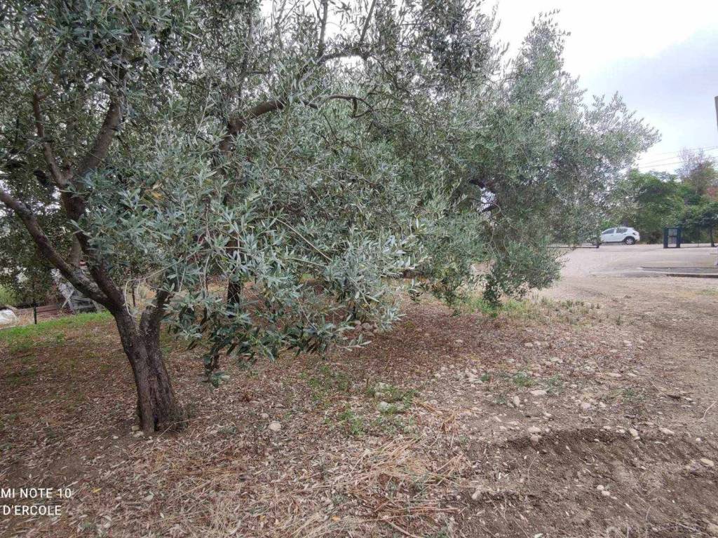 Rustico / casale a Scerni - Foto 5