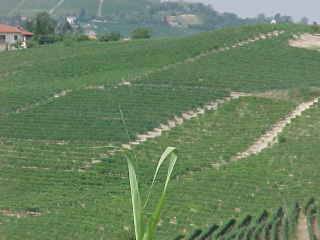 Terreno a Canelli in Strada Dota - Foto 4