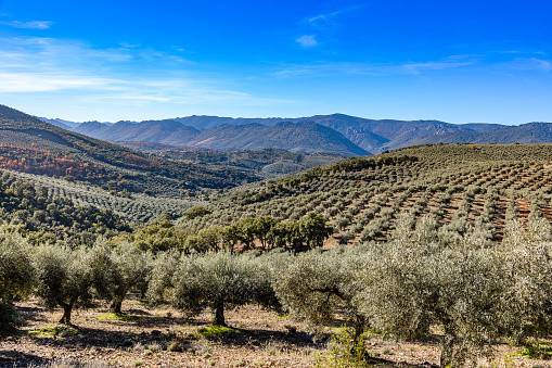 Terreno a Agrigento - Foto 3