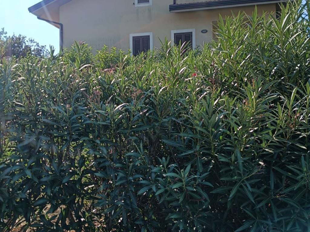 Attico / mansarda a Valverde in Via Morgioni Traversa A - Foto 3