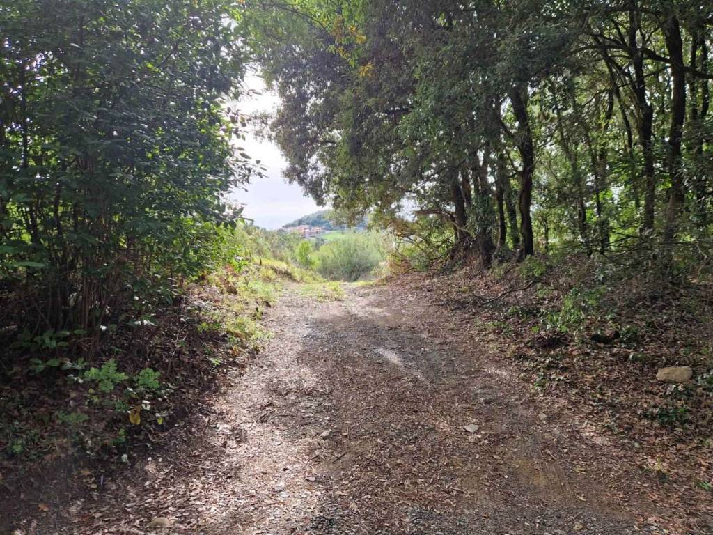 Terreno a Rosignano marittimo - Foto 3
