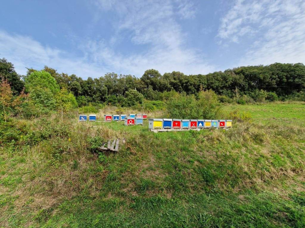 Terreno a Rosignano marittimo - Foto 5
