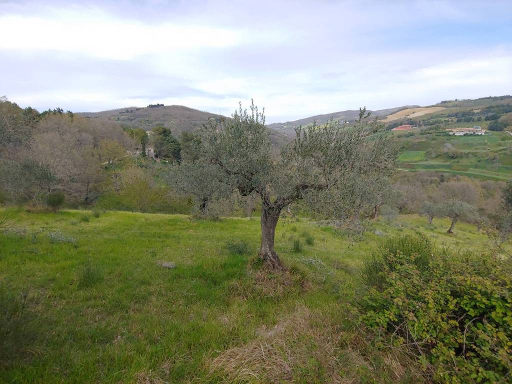 Terreno a Assisi - Foto 5