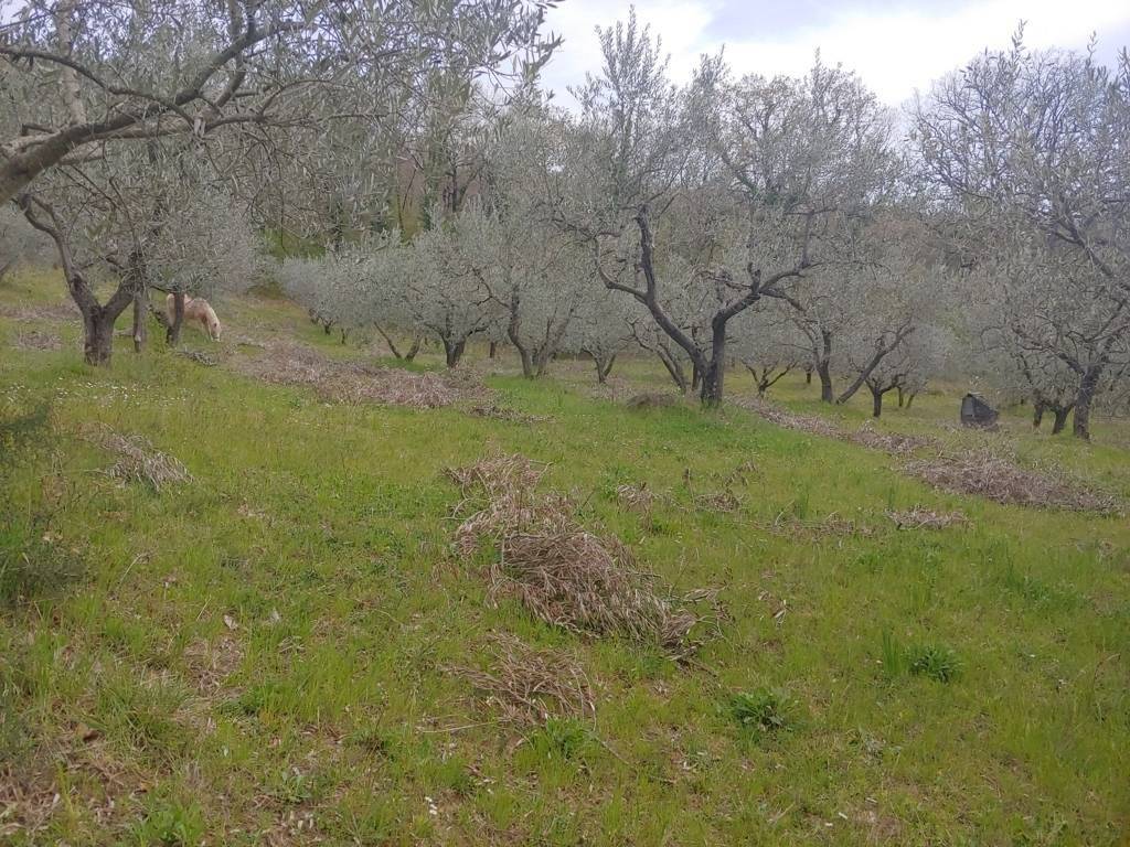 Terreno a Assisi - Foto 4