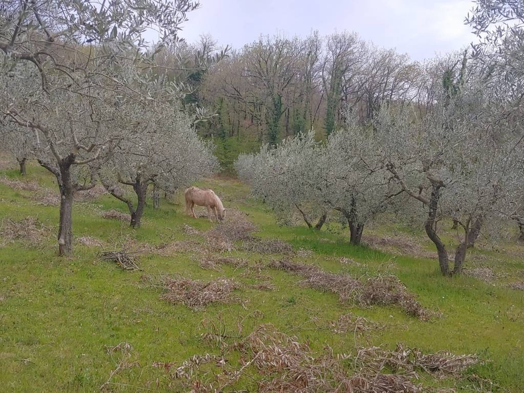 Terreno a Assisi - Foto 5