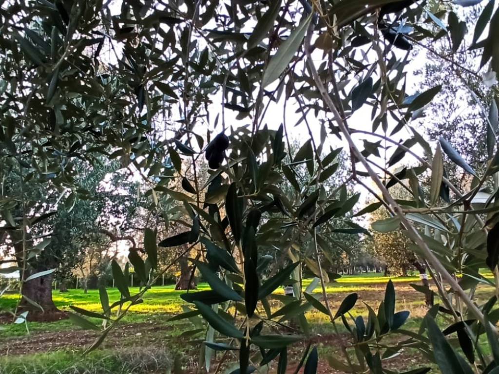Rustico / casale a Francavilla fontana in SP28 - Foto 5