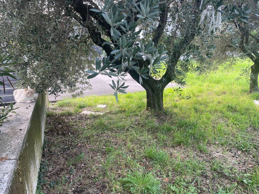 Terreno a Pove del grappa in Via Cà Morolazzaro, 46 - Foto 5