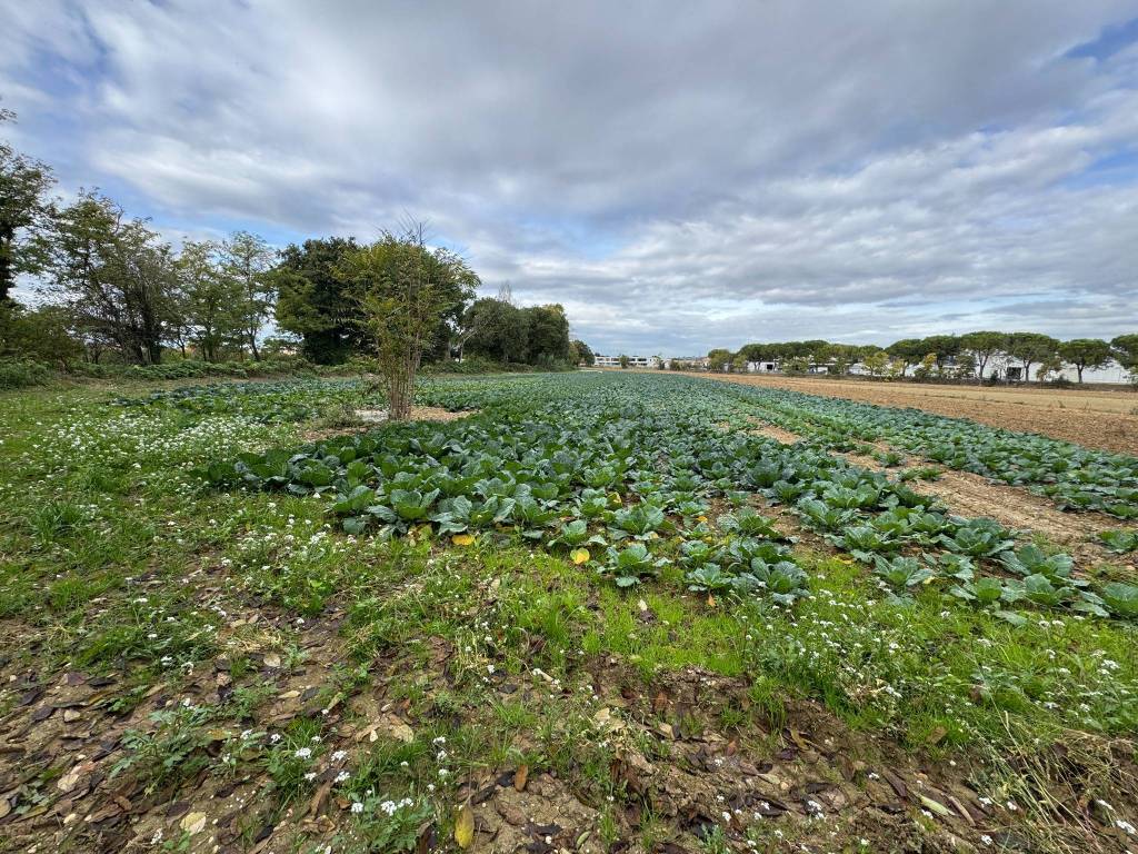Terreno a Morrovalle in Via Michelangelo, 171 - Foto 4