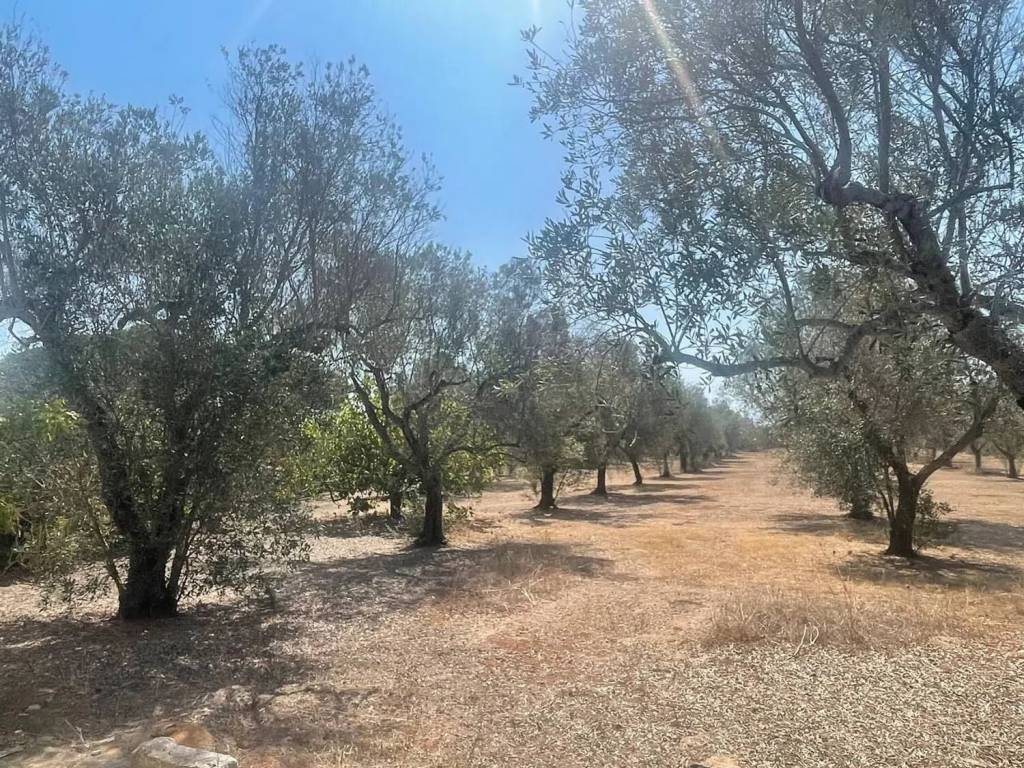 Terreno a Martano - Foto 3
