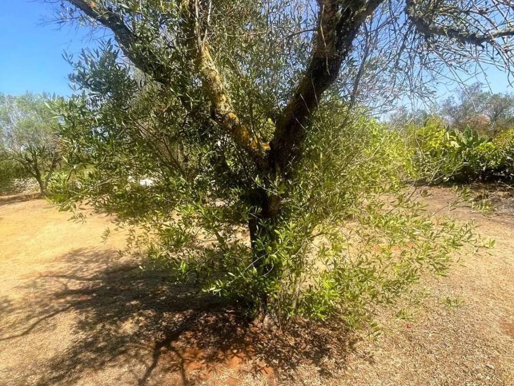 Terreno a Martano - Foto 4