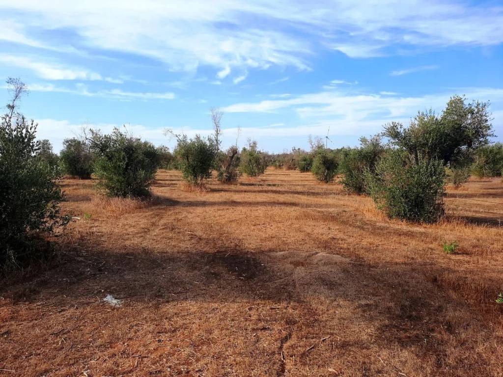 Villa a Carpignano salentino in Strada Vicinale Pelena No Number - Foto 4