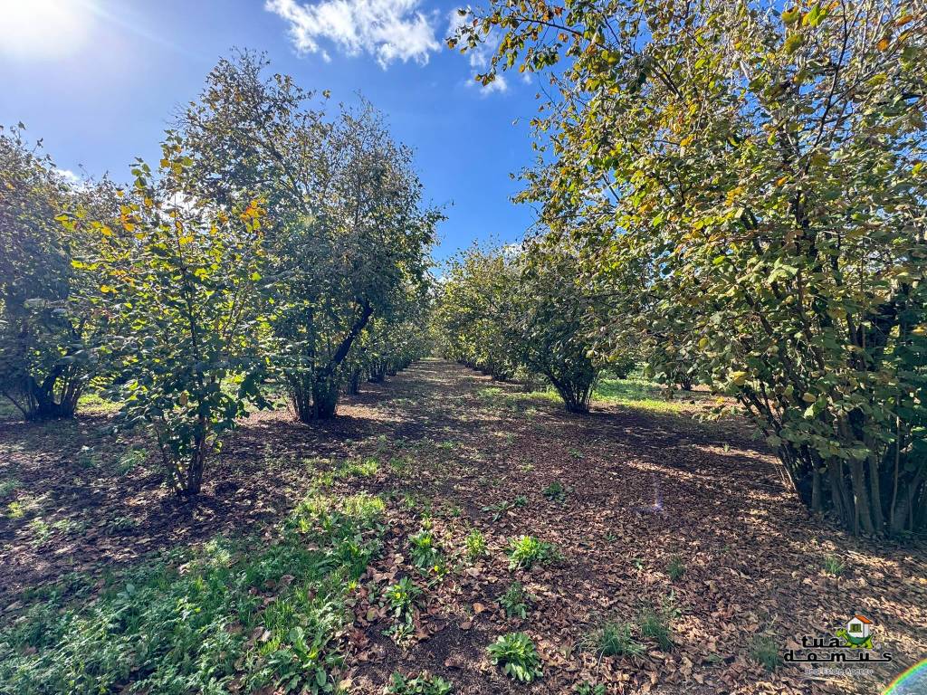 Rustico / casale a Sutri in Strada Provinciale Beccacceto - Foto 4