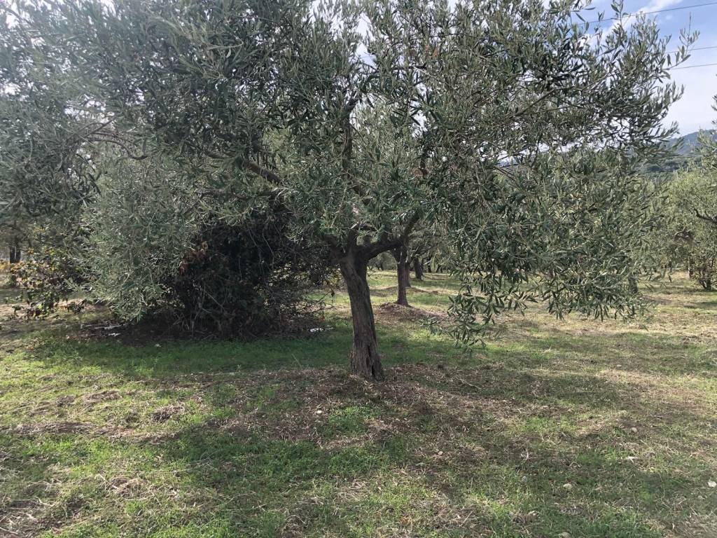 Terreno a Furnari in Via Risorgimento - Foto 2