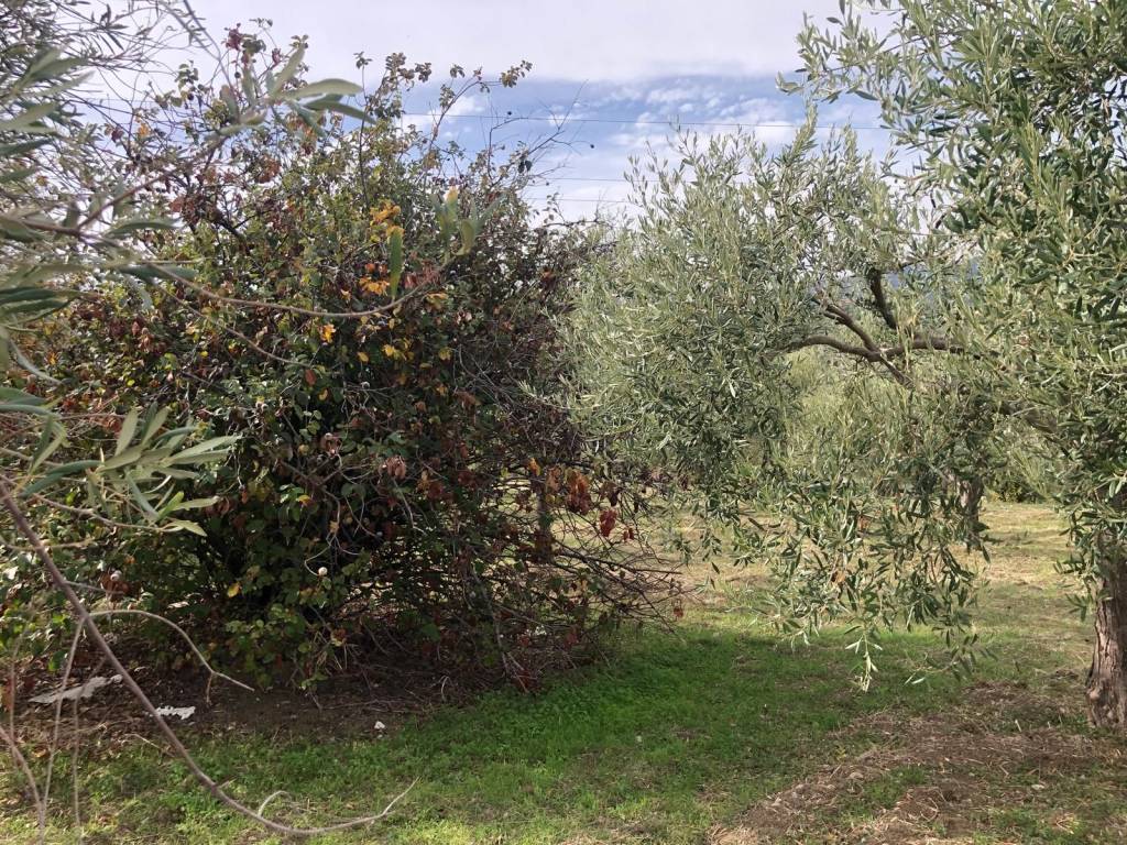 Terreno a Furnari in Via Risorgimento - Foto 4