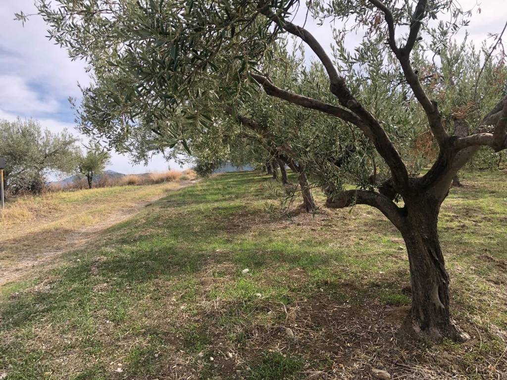 Terreno a Furnari in Via Risorgimento - Foto 5