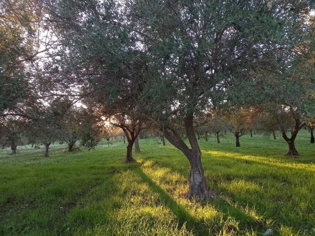 Terreno a Noto - Foto 2