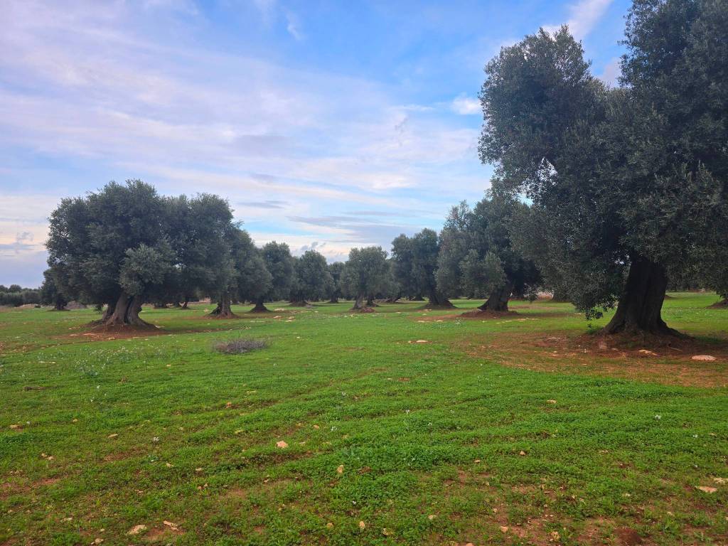 Terreno a Ostuni in SP21 - Foto 5