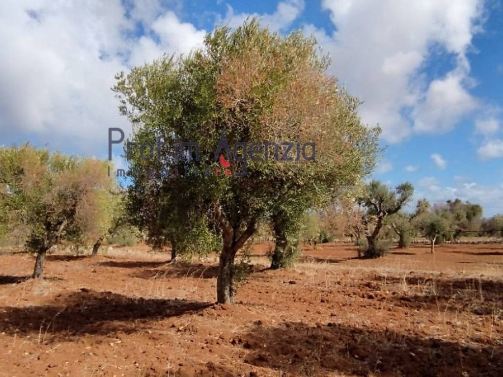 Terreno a Carovigno - Foto 2