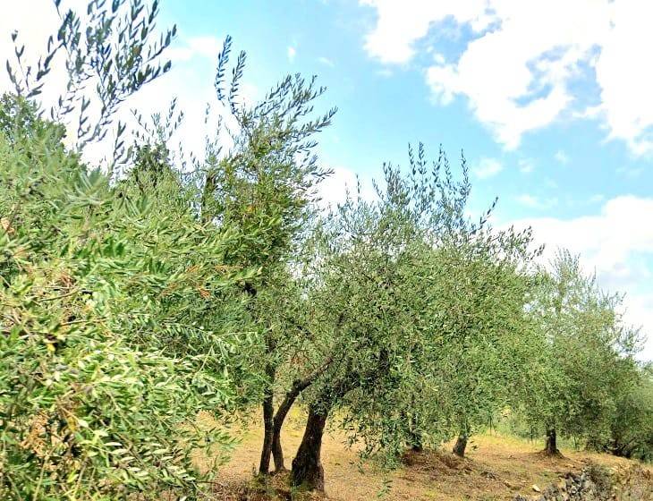 Terreno a Prato in Via delle Lastre - Foto 2