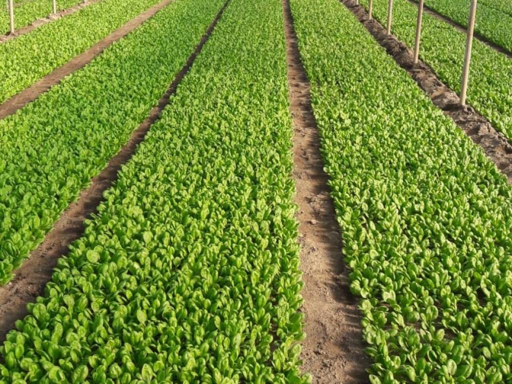 Terreno a Eboli in Via Gino Birindelli - Foto 4