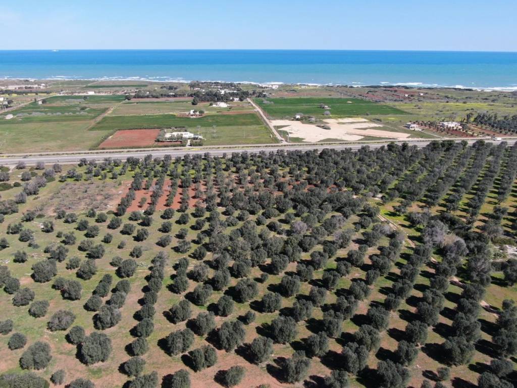 Terreno a Carovigno in Contrada Scianolecchia - Foto 2