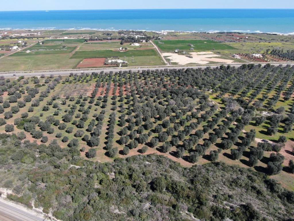 Terreno a Carovigno in Contrada Scianolecchia - Foto 3