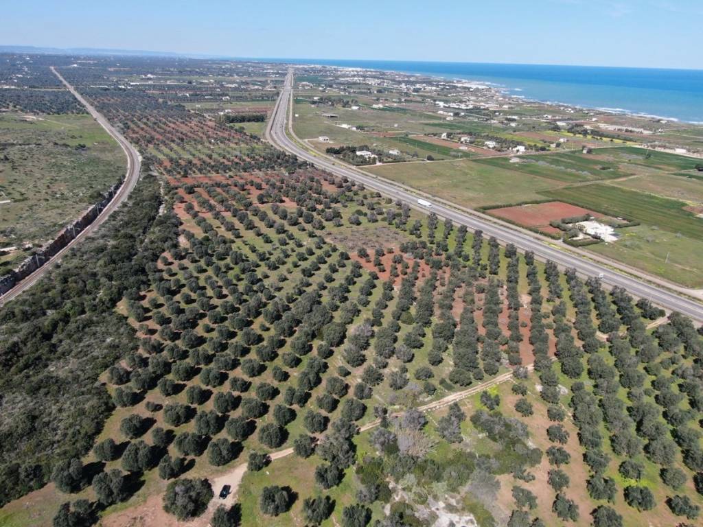 Terreno a Carovigno in Contrada Scianolecchia - Foto 5
