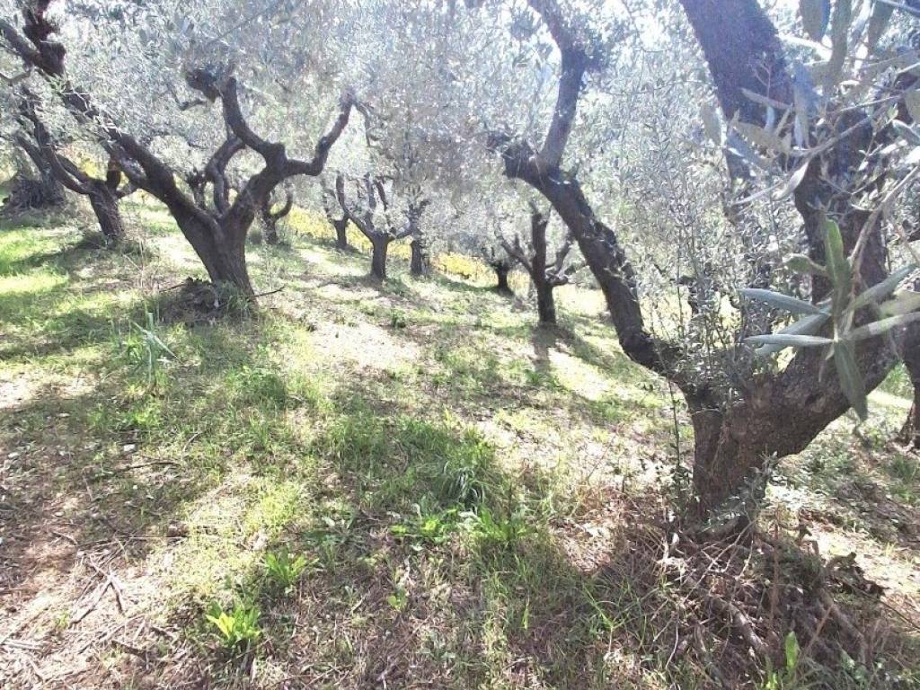 Terreno a Francavilla al mare in Frazione CODERUTO - Foto 5