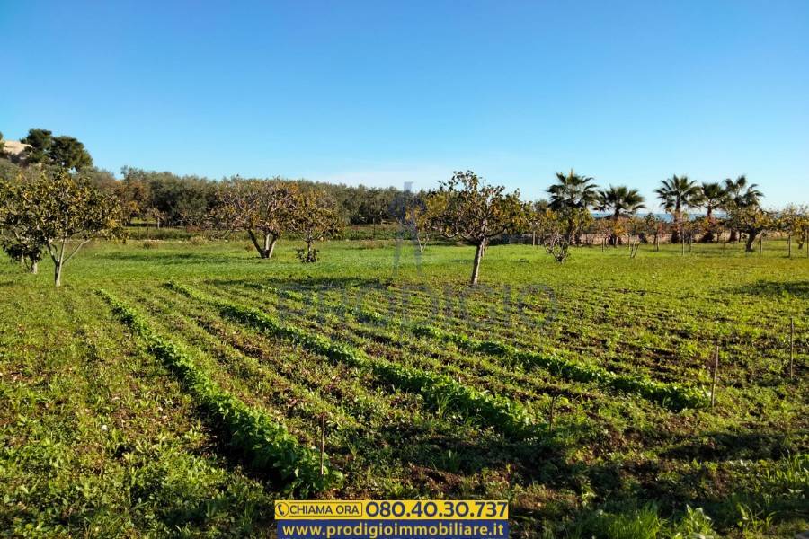 Terreno a Bisceglie - Foto 3