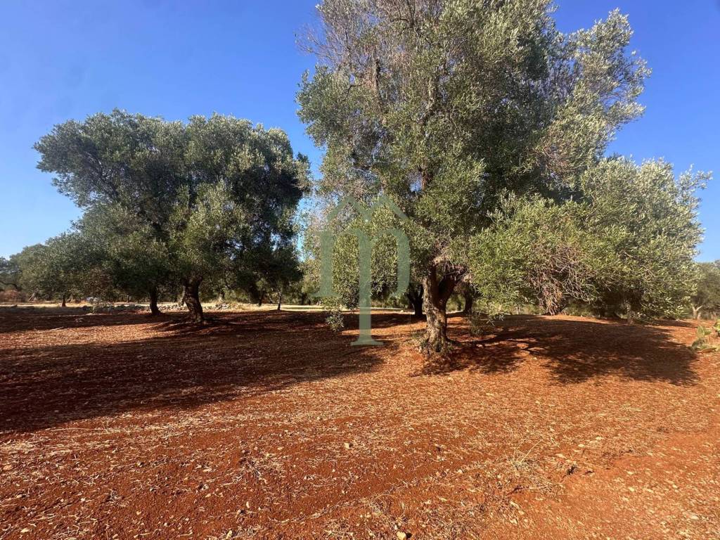 Terreno a Carovigno in Contrada Poggioreale - Foto 4