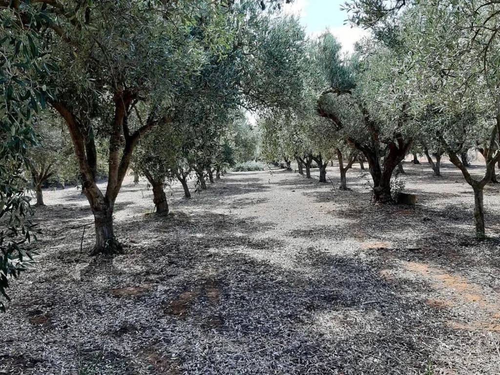 Terreno a Vittoria in Strada Provinciale 2, Km 2 - Foto 2