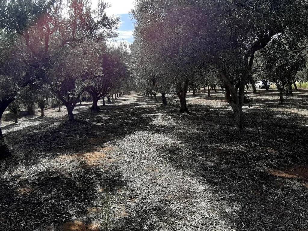 Terreno a Vittoria in Strada Provinciale 2, Km 2 - Foto 3