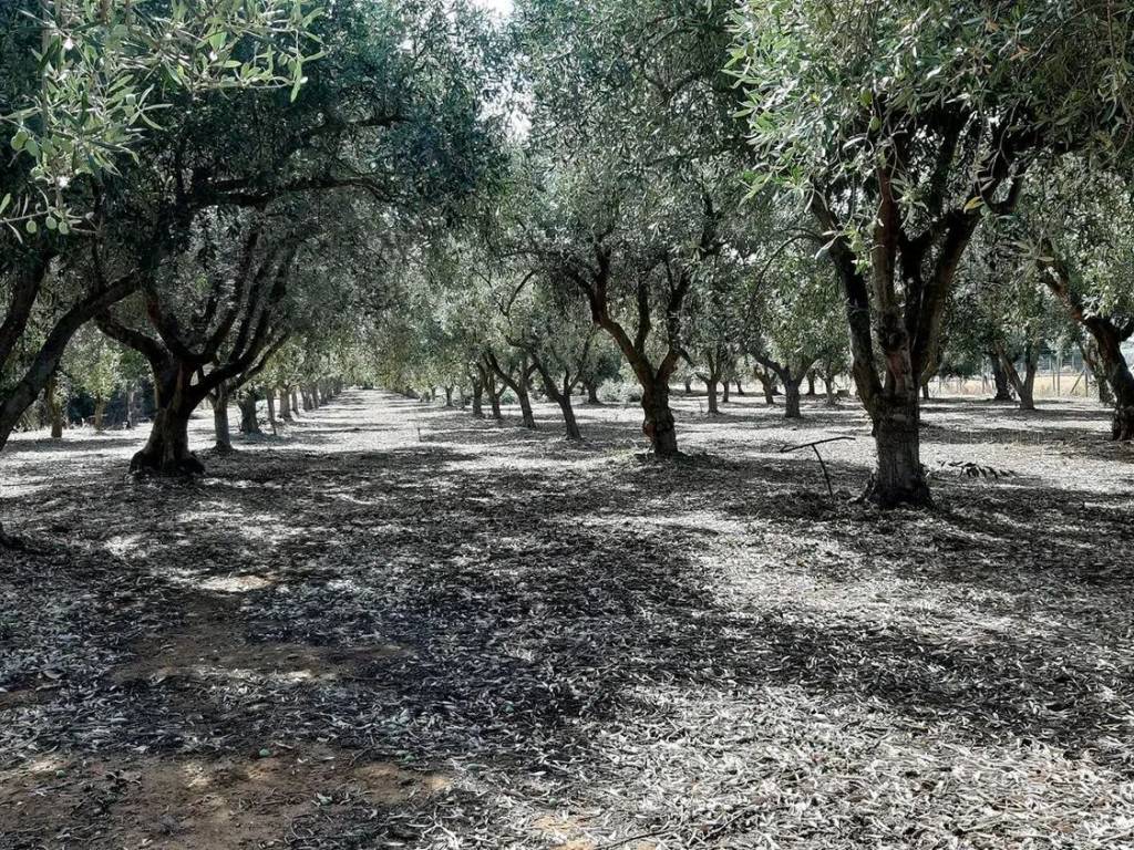 Terreno a Vittoria in Strada Provinciale 2, Km 2 - Foto 4