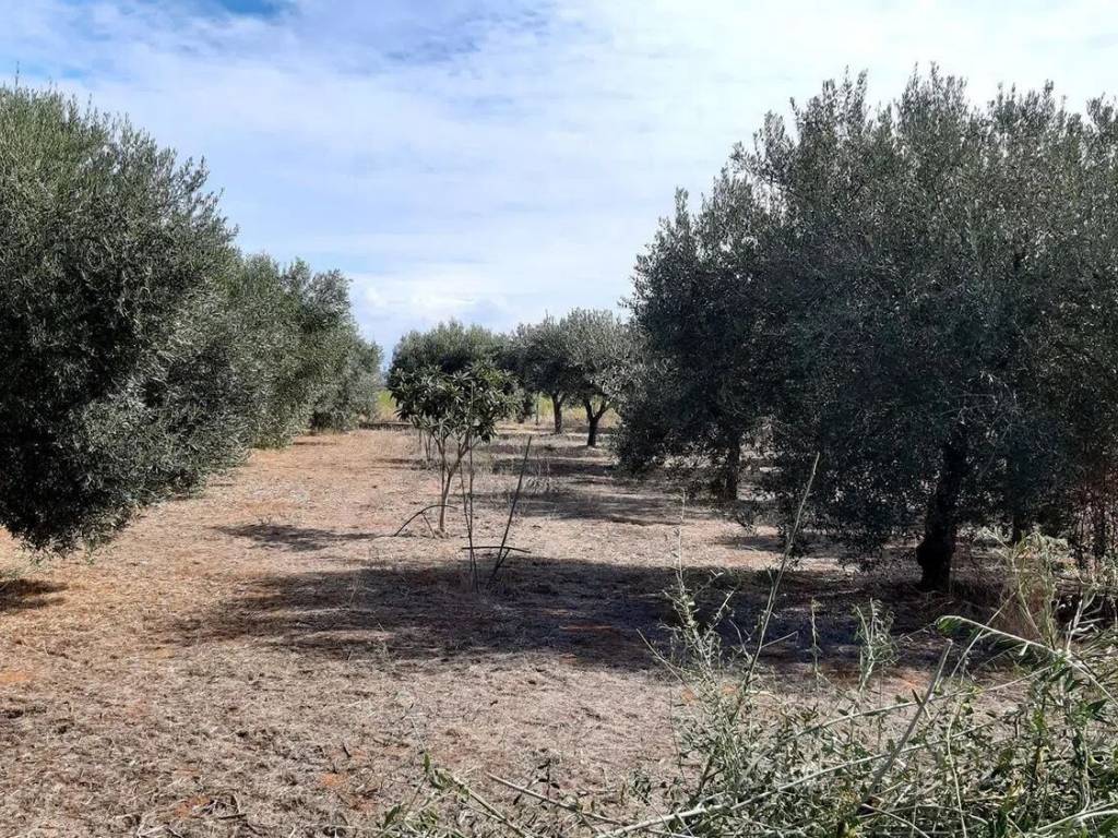 Terreno a Vittoria in Strada Provinciale 2, Km 2 - Foto 5