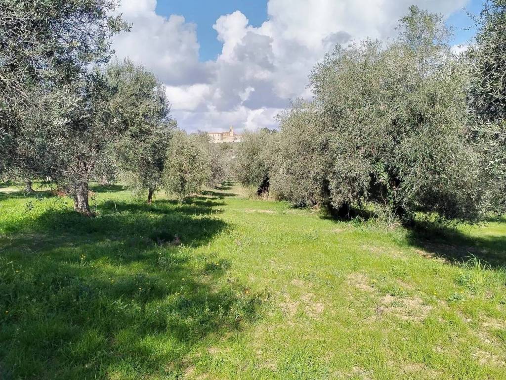 Terreno a Magliano in toscana in Amiatina No Number - Foto 2